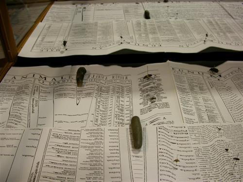 web weldon8.jpg - OBSERVATIONS  IN  , Weldon Library installation, 2013